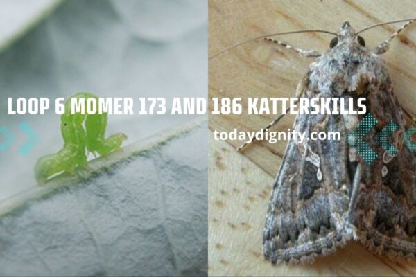 Loop 6 Momer 173 and 186 Katterskills