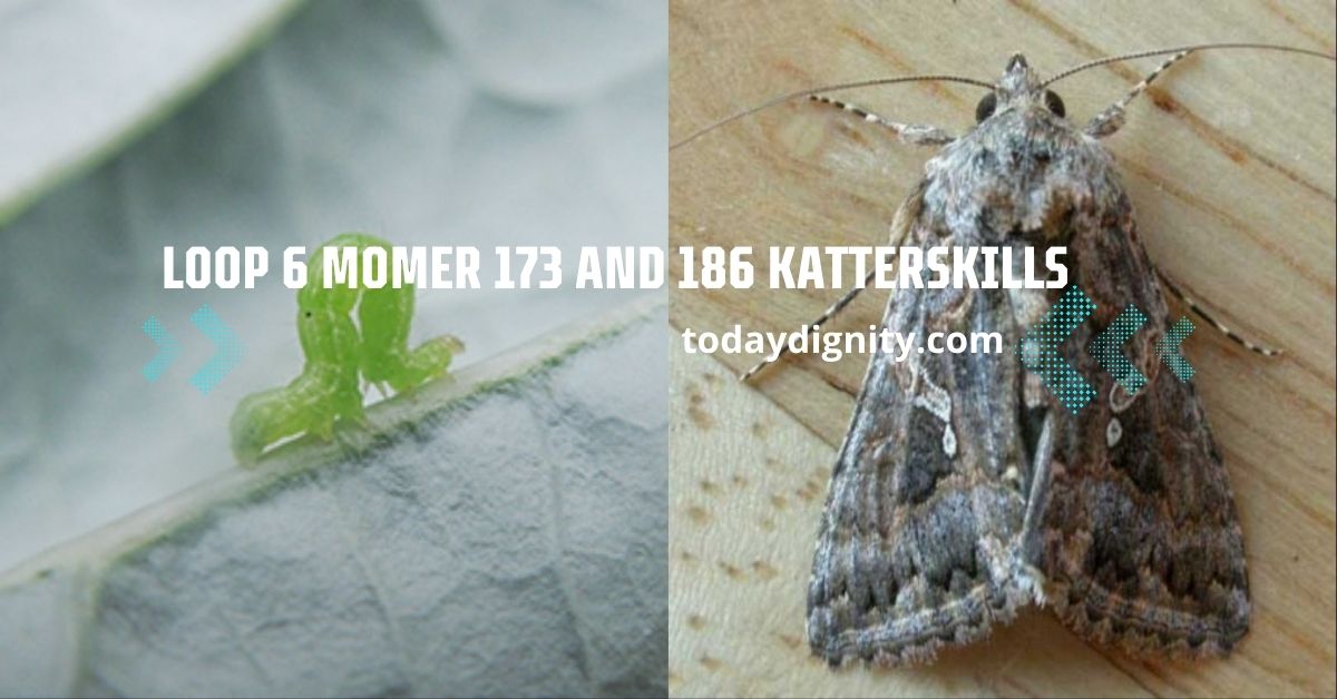 Loop 6 Momer 173 and 186 Katterskills